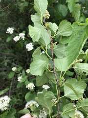 Physocarpus opulifolius