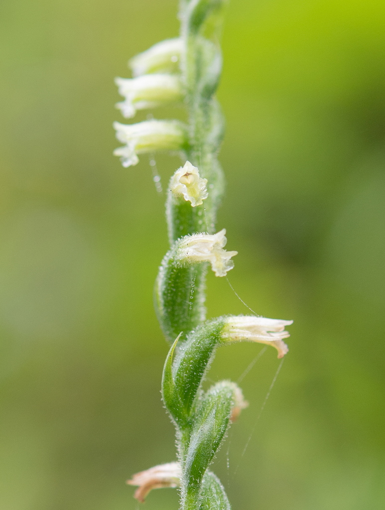 Spiranthes sunii