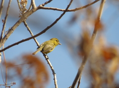 Vireo hypochryseus