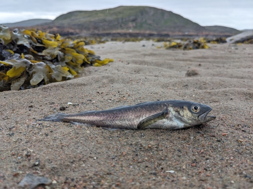 Polar cod (Boreogadus saida) — Gadidae
