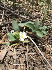 Fragaria virginiana glauca