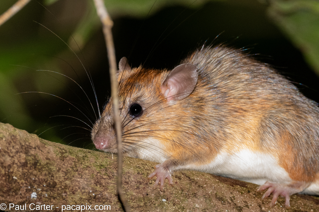 Mekong White-Bellied Rat