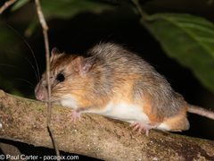 Mekong White-Bellied Rat photo 3