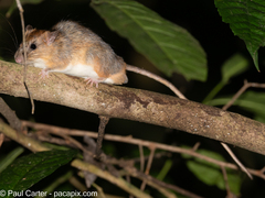 Mekong White-Bellied Rat photo 2