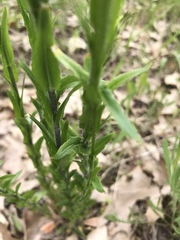Turritis glabra
