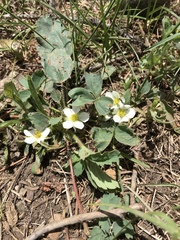 Fragaria virginiana glauca