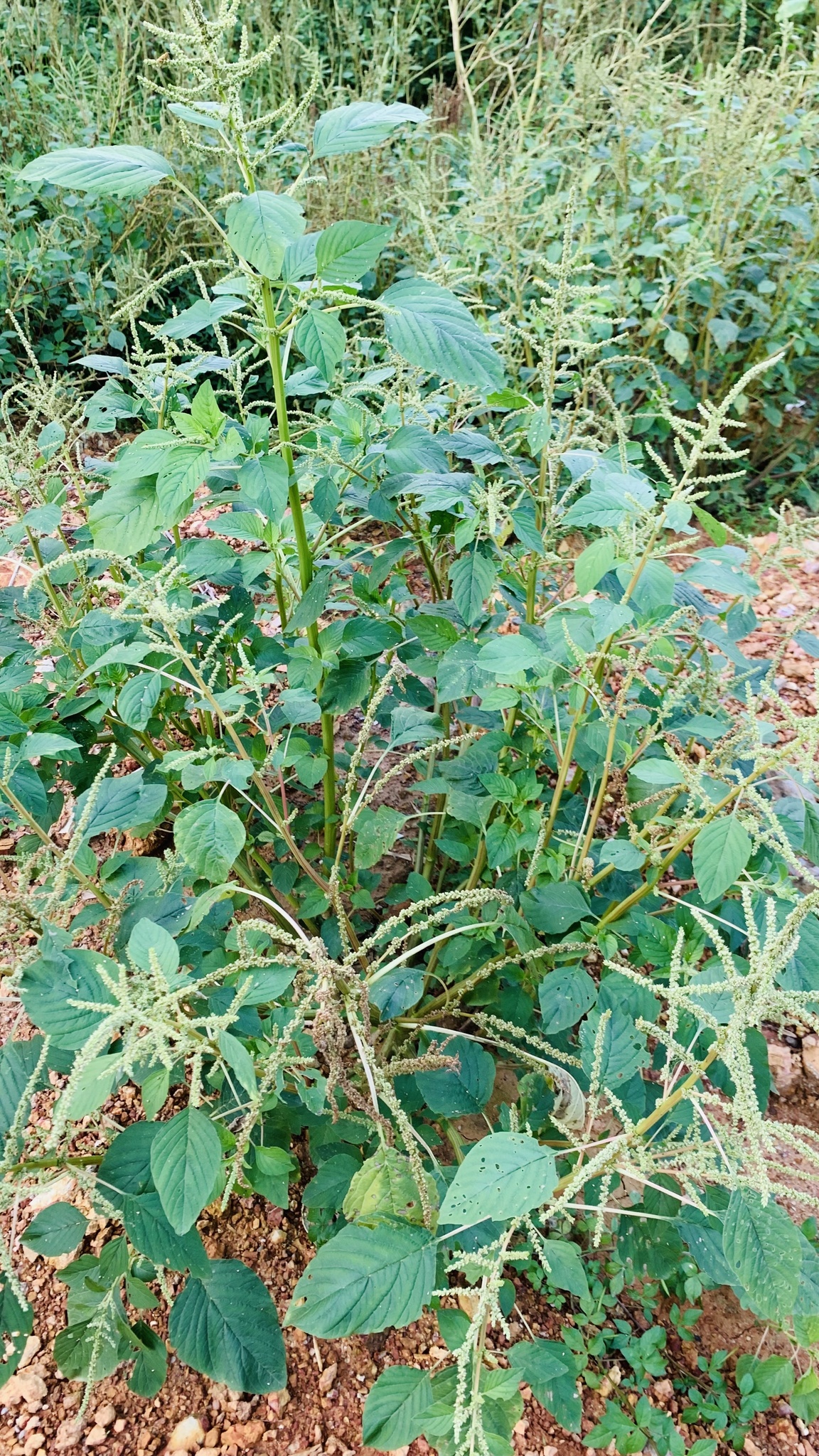 Amaranthus spinosus (Amaranthus spinosus)