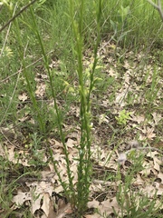 Turritis glabra
