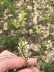 Turritis glabra