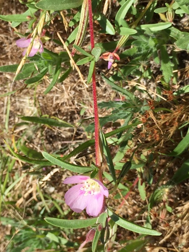 Prostrate clarkia (Clarkia prostrata)
