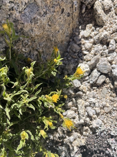 Image of Ericameria discoidea by (c) glittergravel, some rights reserved (CC BY)