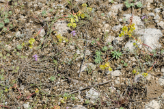 Dianthus pseudarmeria