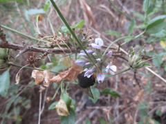 Bombus terrestris canariensis