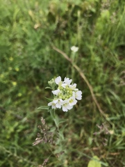 Berteroa incana