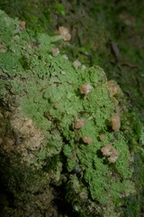 Ostropomycetidae