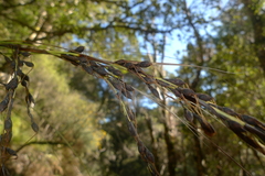 Gahnia pauciflora