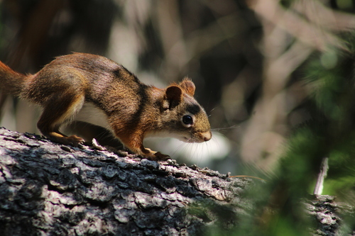 American Red Squirrel photographed in Maine