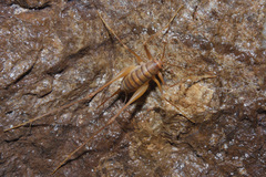 Dolichopoda