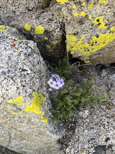 Skypilot (Polemonium eximium)