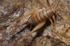 Dolichopoda