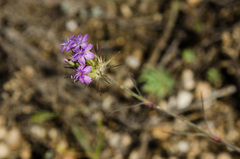 Dianthus pseudarmeria
