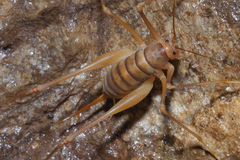 Dolichopoda
