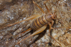 Dolichopoda