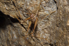 Dolichopoda