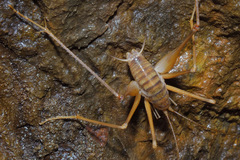 Dolichopoda
