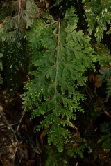 Hymenophyllum scabrum