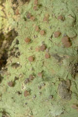 Ostropomycetidae