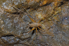 Dolichopoda
