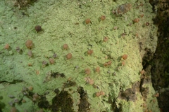 Ostropomycetidae