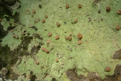 Ostropomycetidae
