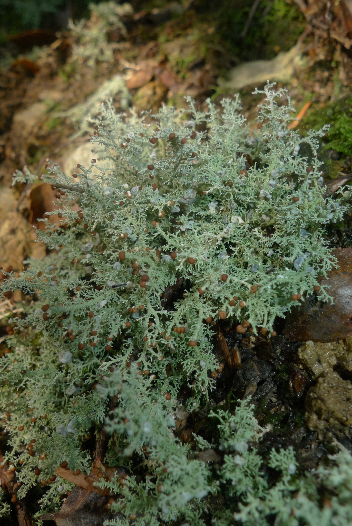 Stereocaulaceae image