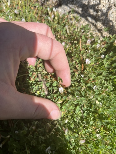 Image of Trifolium monanthum by (c) glittergravel, some rights reserved (CC BY)