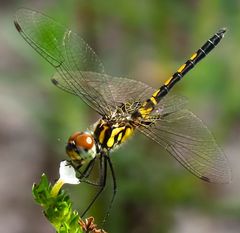 Celithemis ornata