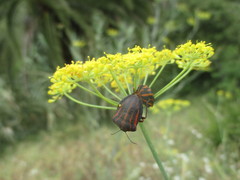 Graphosoma interruptum