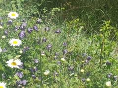 Clematis viticella