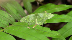 Paramaxates vagata