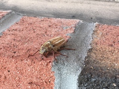 Polyphylla occidentalis