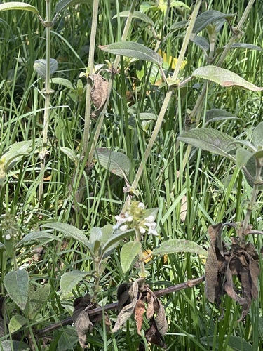 Phyllostegia velutina observed 2024-07-23