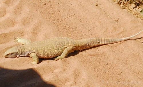 Savannah Monitor