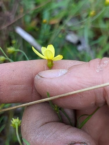 Image of Coreopsis verticillata by (c) Calvin Godoy Lynn, some rights reserved (CC BY-SA)