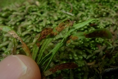 Notogrammitis ciliata