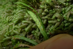 Notogrammitis ciliata