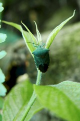 Piezosternum subulatum