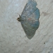 Lepidoptera