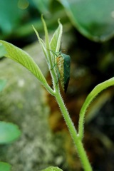 Piezosternum subulatum