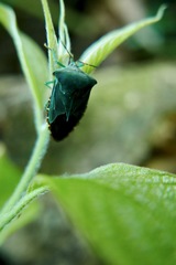 Piezosternum subulatum